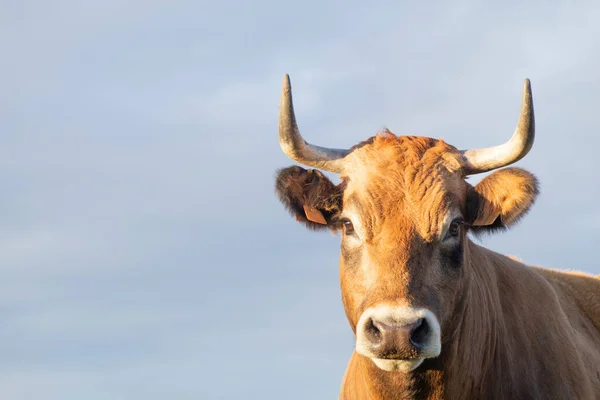 Tronco Vaca Castanho Com Chifres Isolado Com Fundo Celeste Frente — Fotografia de Stock