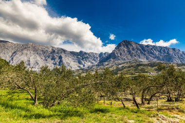 Biokovo Dağı ve ağaçlar-Makarska, Hırvatistan