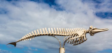Whale Skeleton - El Cotillo, Fuerteventura, Spain clipart