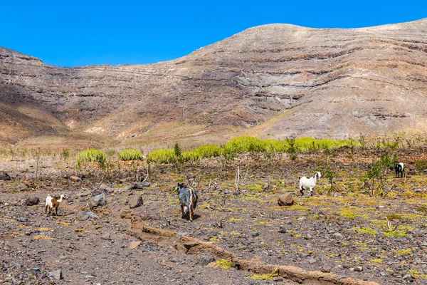 Goats In The Mountains- Canary Islands, Spain — Stock Photo, Image