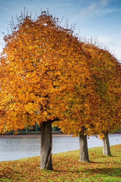 Parque no outono com árvores amarelas coloridas e lago — Fotografia de Stock