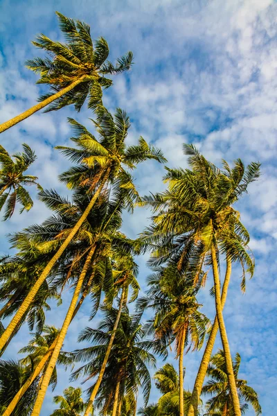 Coconut palm trees with blue sky and clouds-Borneo — Stock Photo, Image