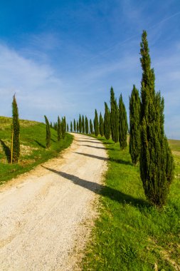 Sokak arasında selvi içinde Tuscany-Val dorcia, İtalya