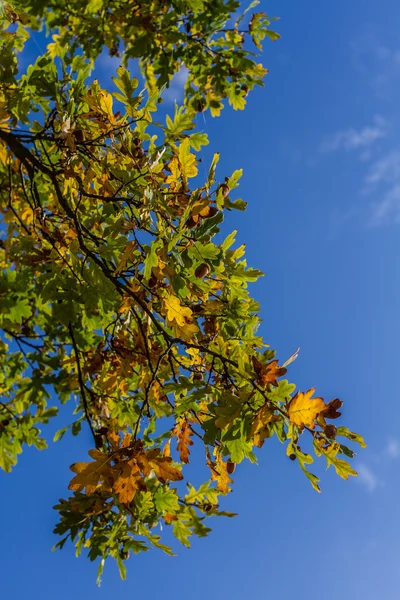 Branche aux feuilles colorées-Trebon, République tchèque — Photo