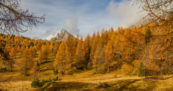 Bosque colorido de otoño y montaña-Dolomita, Italia — Foto de Stock