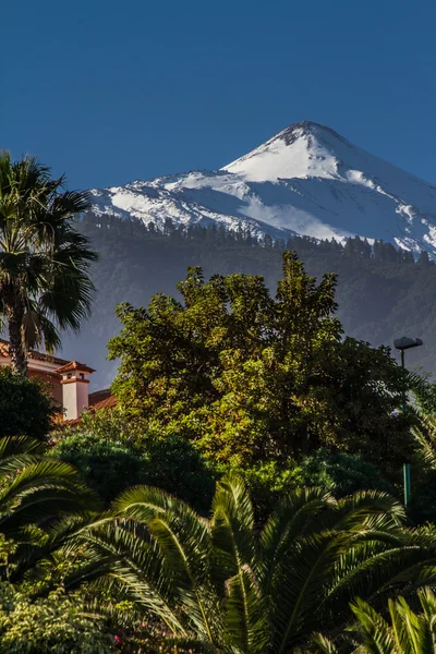 View of El Teide Volcano With Pine Forest-Spain — Stock Photo, Image