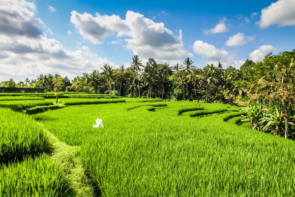 Terraços de arroz verde largo - Bali, Indonésia — Fotografia de Stock