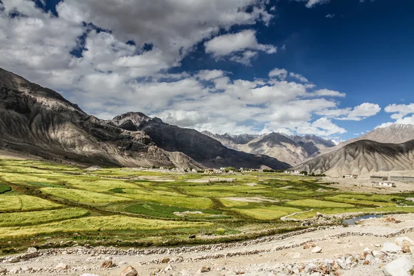 Zöld mezők és a Himalája hegység - Ladakh, India — Stock Fotó