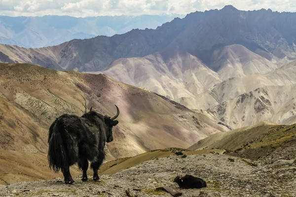 Yak in the mountains-Himalayas, Leh, Ladakh, India — стоковое фото