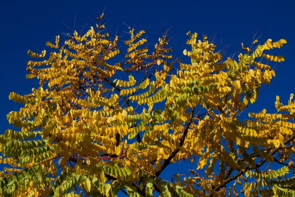 Branche aux feuilles colorées-Allemagne — Photo