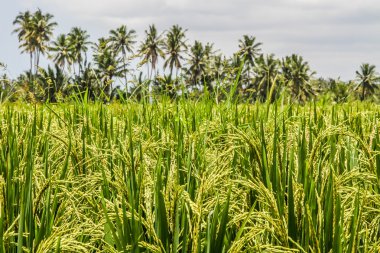 Deatil yeşil pirinç Teras - Bali, Endonezya