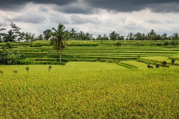 Terraços de arroz verde largo - Bali, Indonésia — Fotografia de Stock