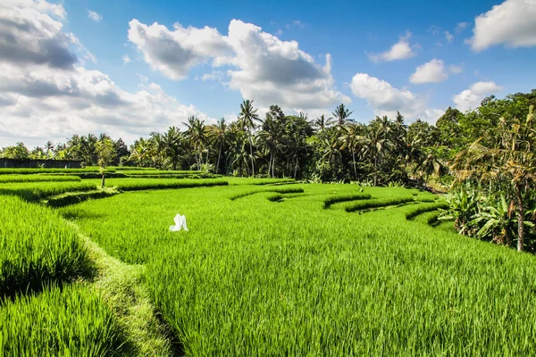 Terraços de arroz verde largo - Bali, Indonésia — Fotografia de Stock