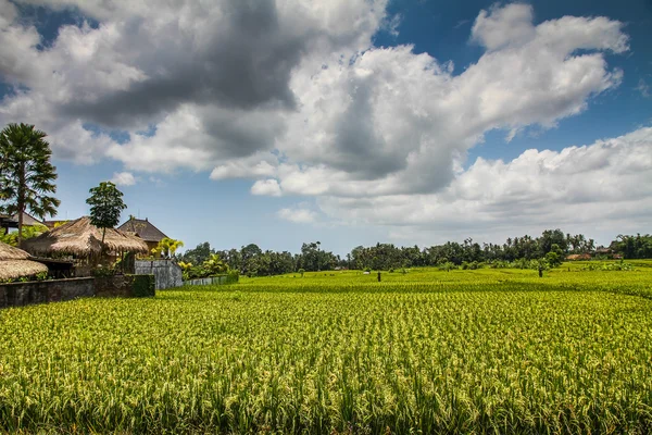 Terraços de arroz verde largo - Bali, Indonésia — Fotografia de Stock