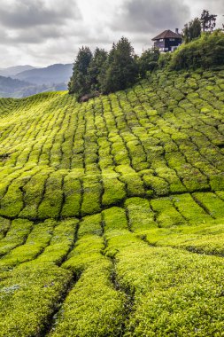 Green Tea Plantation- Cameron Highlands, Malaysia clipart