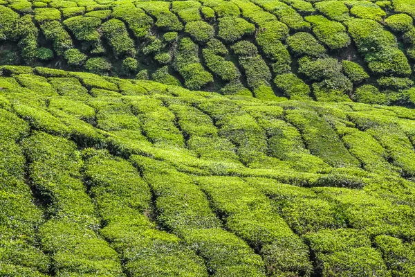 Detalle de Tea Plantation-Cameron Highland, Malasia — Foto de Stock