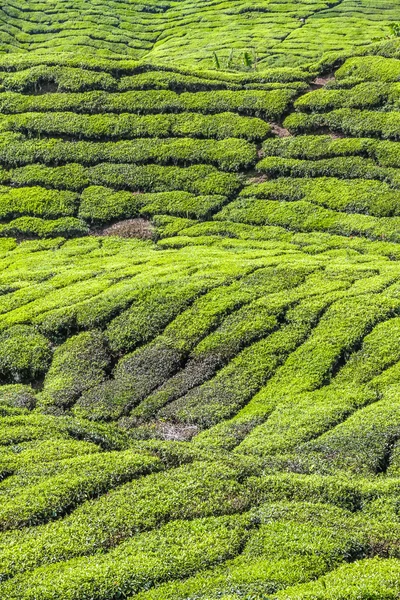 Detalle de Tea Plantation-Cameron Highland, Malasia — Foto de Stock