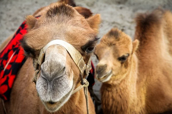 Nauwe schot op kameel en haar kalf, India — Stockfoto