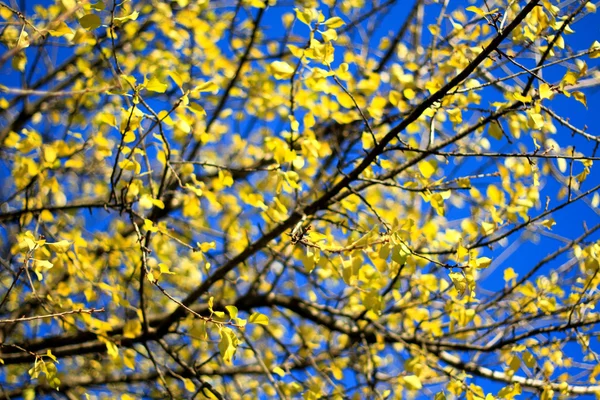 Branche avec feuilles jaunes sur le soleil avec ciel bleu — Photo