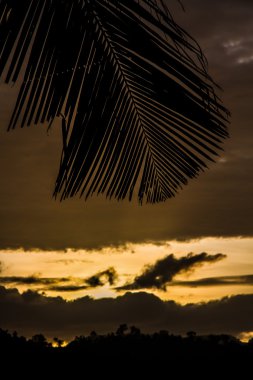 Palmiye yaprağı-Filipinler ile sarı günbatımı