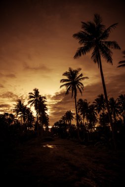 Siluet-Filipinler Günbatımı ile Palm ağaçlar