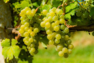 Beyaz şarap üzüm yaprakları ile-Valtice, Çek Cumhuriyeti.