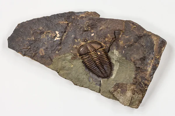 The Detail of Big Brown Isolated Trilobite — Stock Photo, Image