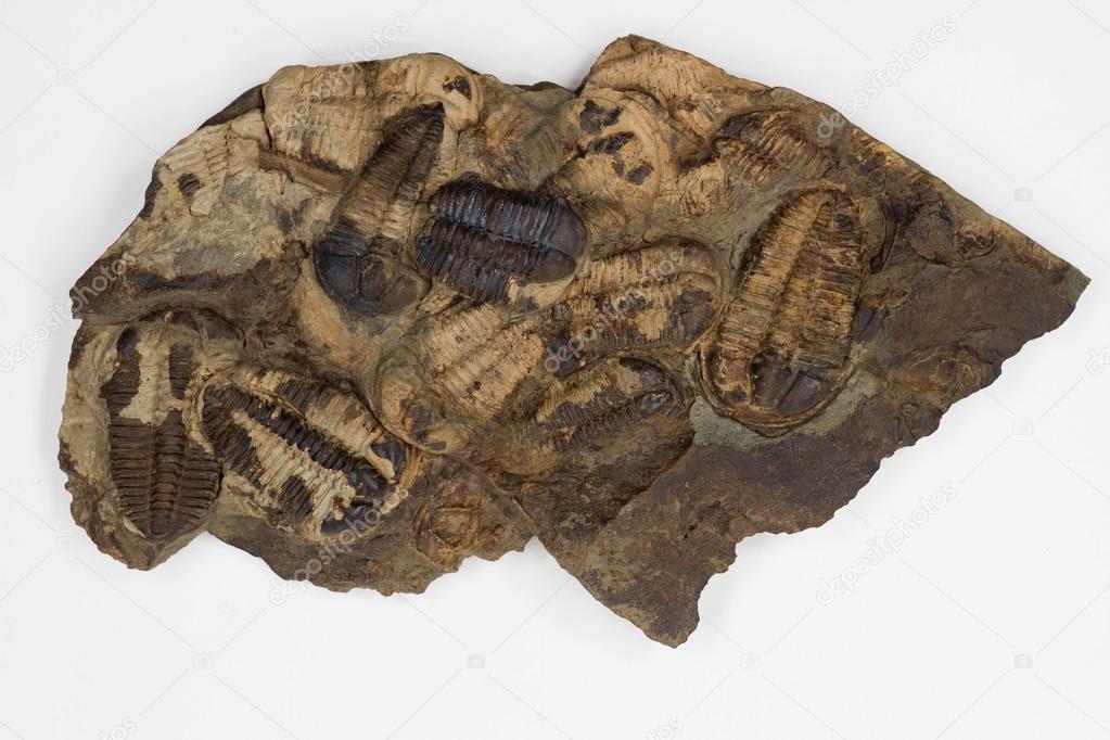 Group of Brown Trilobites with White Background