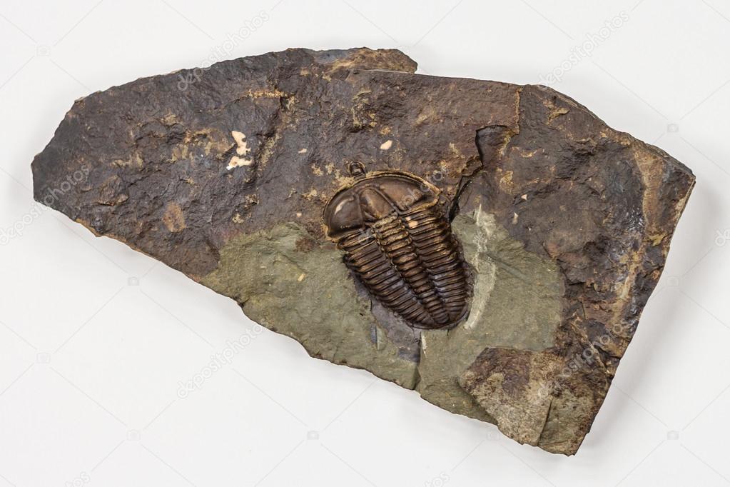 The Detail of Big Brown Isolated Trilobite