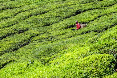 Çay plantasyon çay yaprak Seçiciyle - Malezya