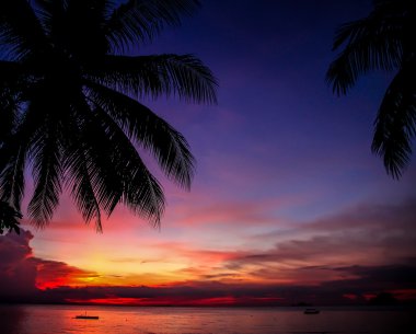 Palmiye ağacı siluet-Malezya ile renkli günbatımı