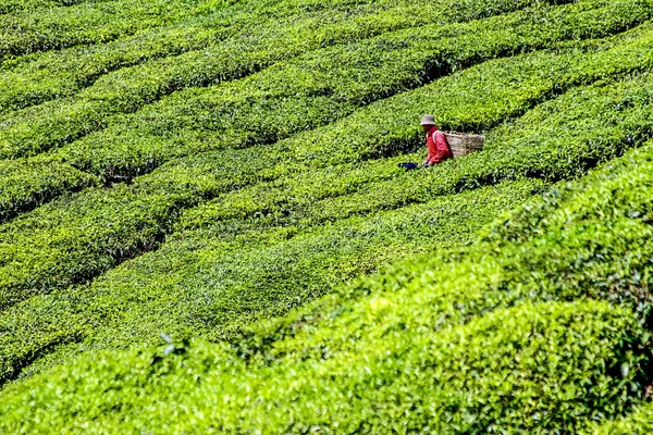 Piantagione di tè con raccoglitore di foglie di tè - Malesia — Foto Stock