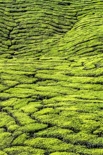 Detail der Teeplantage-cameron highland, malaysia — Stockfoto