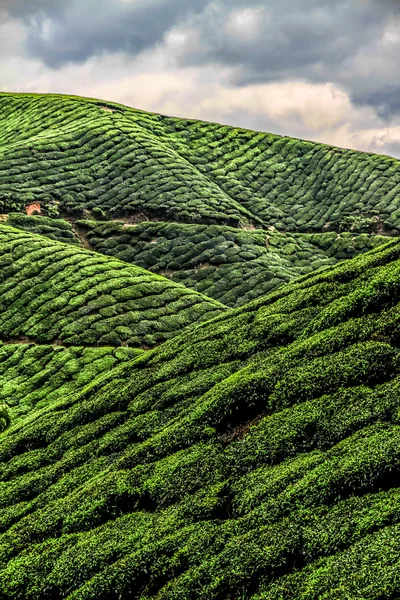 Piantagione di tè verde, Cameron Highlands, Malesia — Foto Stock