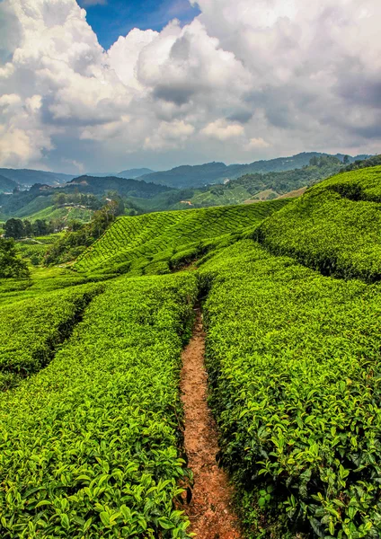 Plantação de Chá Verde, Cameron Highlands, Malásia — Fotografia de Stock