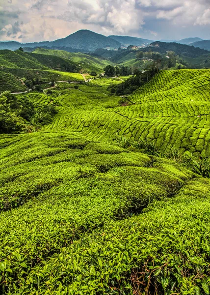 Piantagione di tè verde, Cameron Highlands, Malesia — Foto Stock