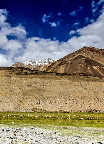 Himalaya con ovejas y prados-Ladakh, India —  Fotos de Stock