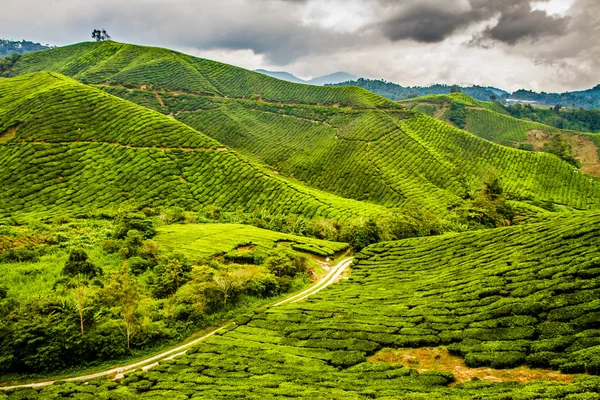 Piantagione di tè verde, Cameron Highlands, Malesia — Foto Stock