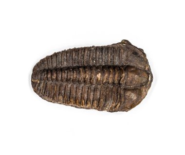 Büyük kahverengi izole Trilobite detay