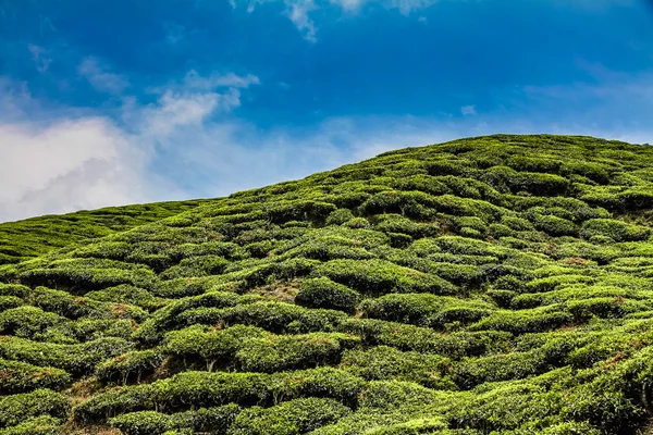 Detail der Teeplantage-cameron highland, malaysia — Stockfoto