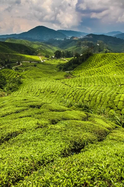 Piantagione di tè con Path-Cameron Highland, Malesia — Foto Stock