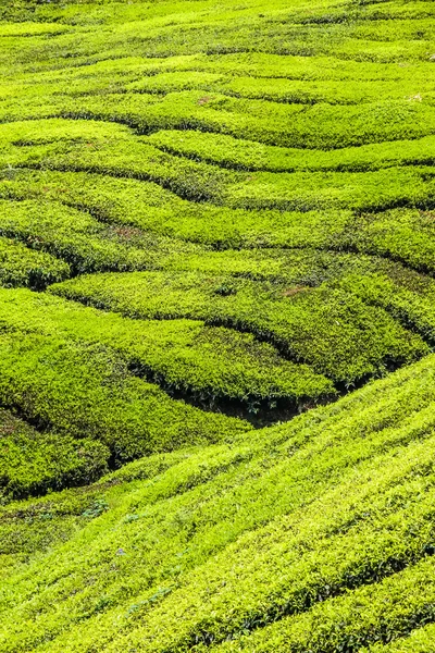 Grüne Teeplantage-cameron highlands, malaysien — Stockfoto
