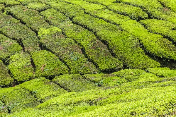 Detalhe da plantação de chá-Cameron Highland, Malásia — Fotografia de Stock