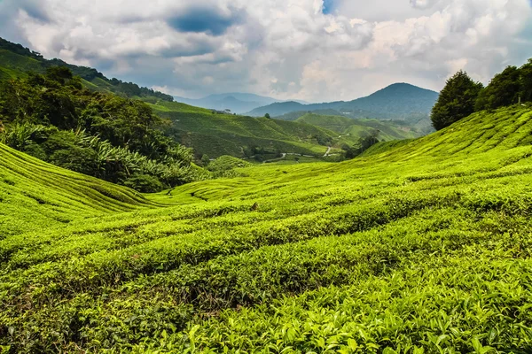 Plantação de chá com Path-Cameron Highland, Malásia — Fotografia de Stock