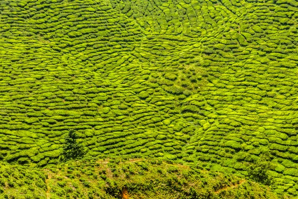 Detail der Teeplantage-cameron highland, malaysia — Stockfoto