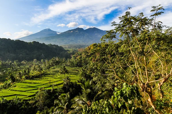 Campos de arroz e árvores com Mt. Rinjani-Lombok, Ásia — Fotografia de Stock