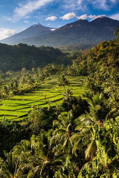 Campos de arroz e árvores com Mt. Rinjani-Lombok, Ásia — Fotografia de Stock