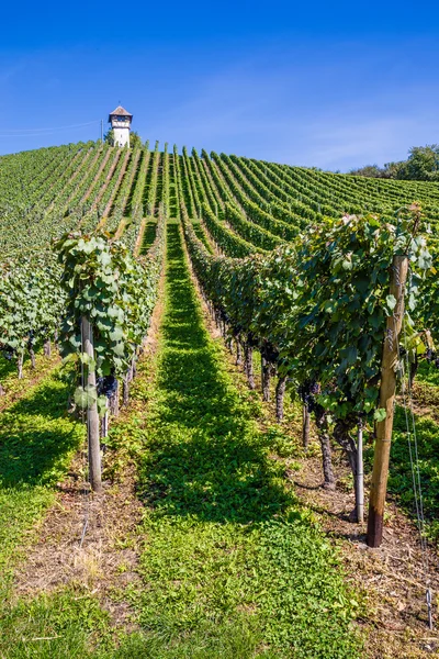 Tornet och vingård-Meersburg, Germany, Europa — Stockfoto