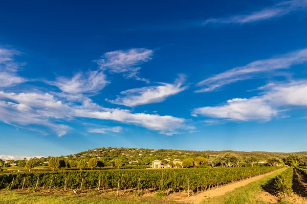 Vingården byggnad och vingård-Provence, Frankrike — Stockfoto