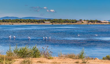 Giens Peninsula,Salt Pan,Flamingos-Hyeres,France clipart